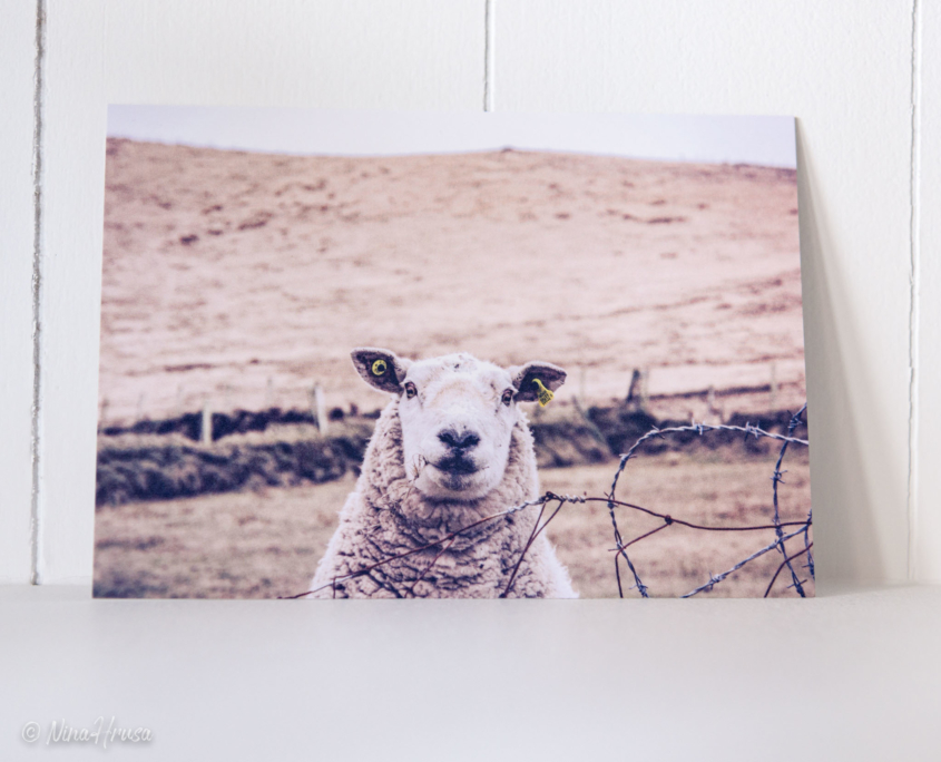 Postkarte lächelndes Schaf, Zwischenmomente | Nina Hrusa Photography