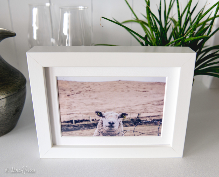 Postkarte lächelndes Schaf in Bilderrahmen, Zwischenmomente | Nina Hrusa Photography