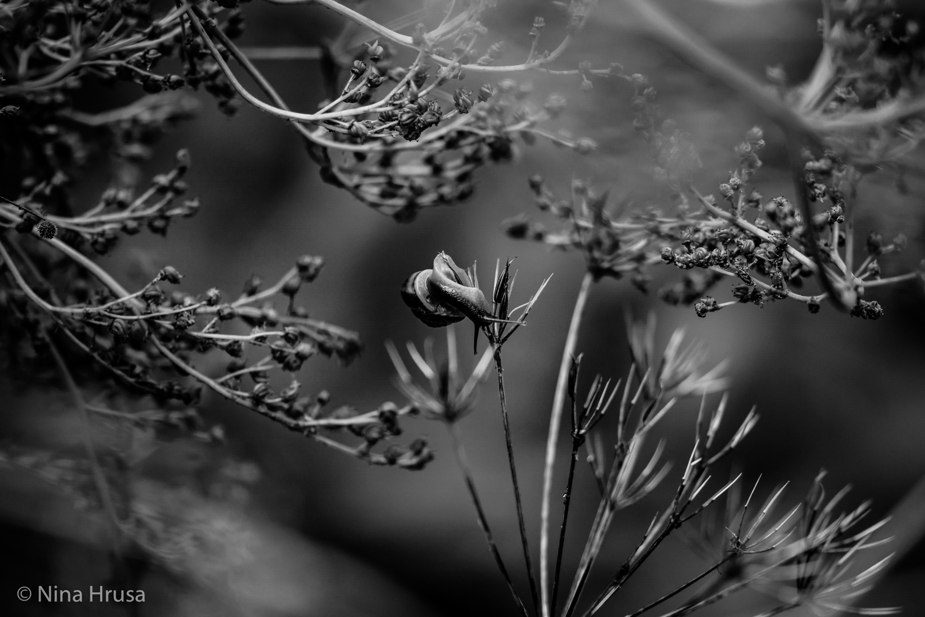 Schneckentanz schwarzweiß, dance of the snail black and white, Vernissage "die Resonanz der Stille", Zwischenmomente | Nina Hrusa Photography