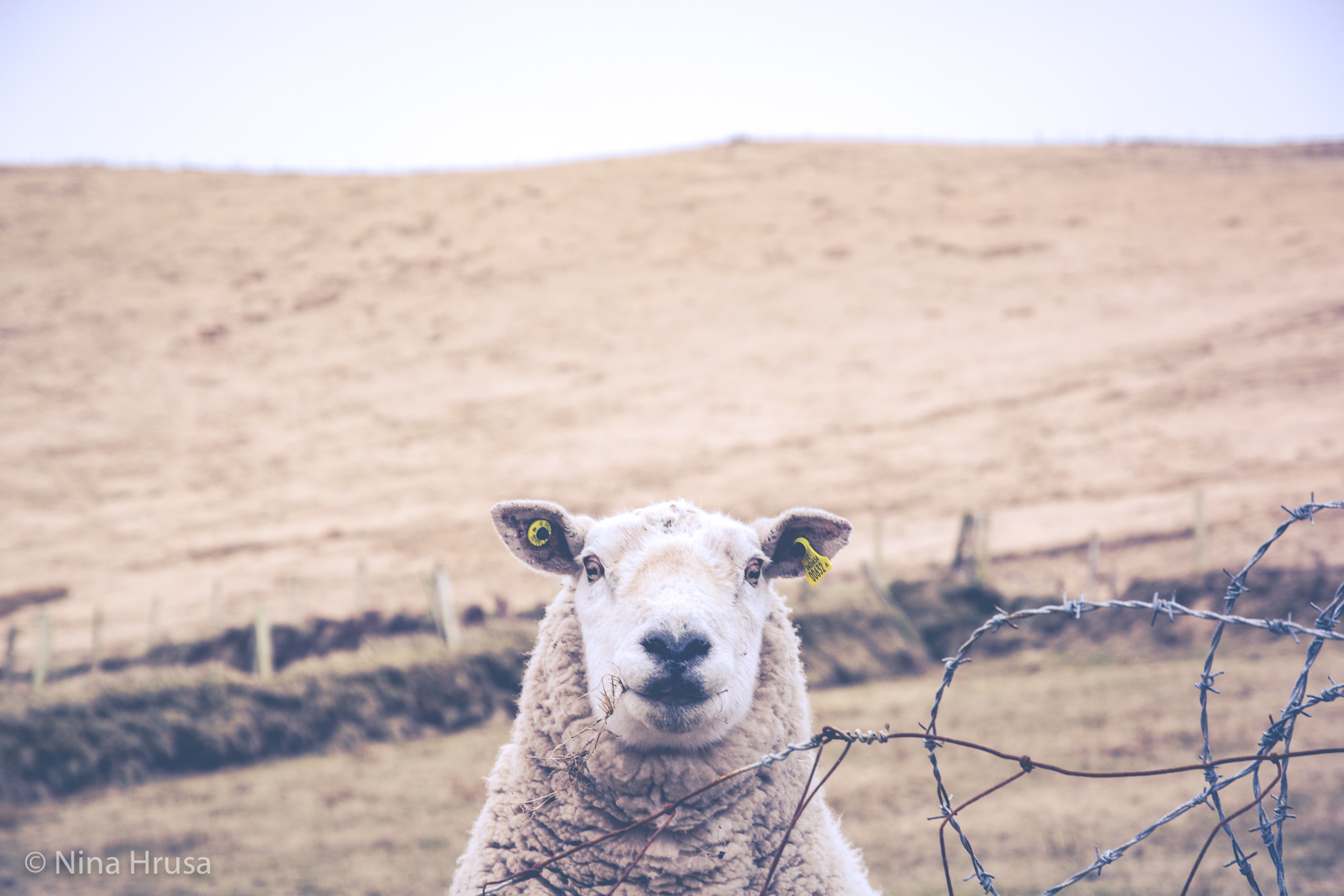 Smiling Sheep, Lächelndes Schaf, Vernissage "die Resonanz der Stille", Zwischenmomente | Nina Hrusa Photography